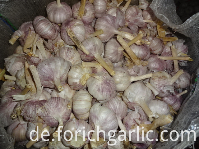 2019 Fresh Normal Garlic